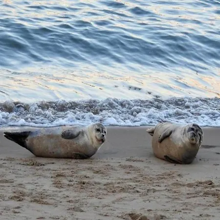 In Near North Sea Остенде